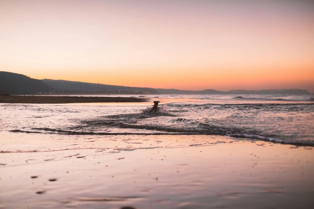 Dog called Shark causes chaos at Welsh beach