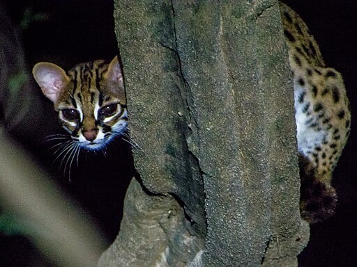 The Elusive Visayan Leopard Cat – A Silent Guardian of Philippine Forests