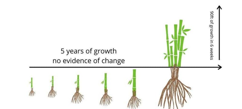Bamboo Trees