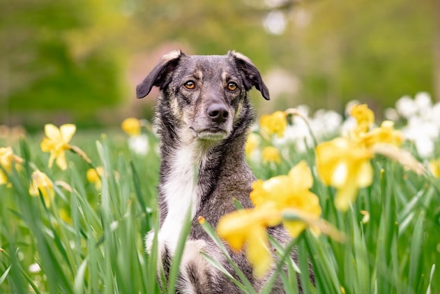 How to Help Your Senior Dog With Vision, Hearing, and Other Changes