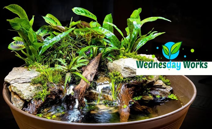 Wednesday Works: DIY Mini Indoor Water Gardens (No Pond Needed)