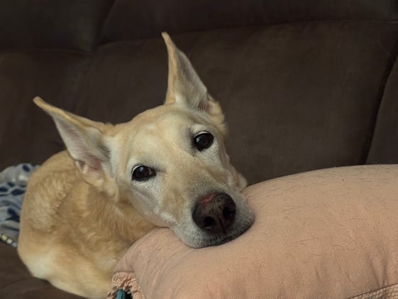 Reminder - we've moved to Patreon!