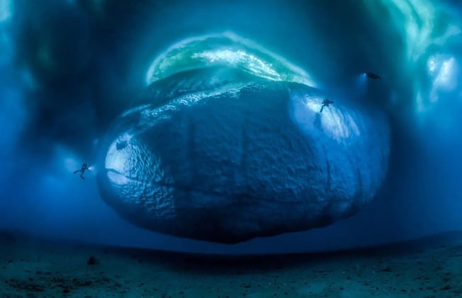 Las fotos ganadoras del concurso Wildlife Photographer of the Year 2017