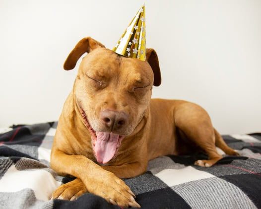 9 Easy Ways to Keep Your Dog From Panicking This New Year’s Eve 🎆