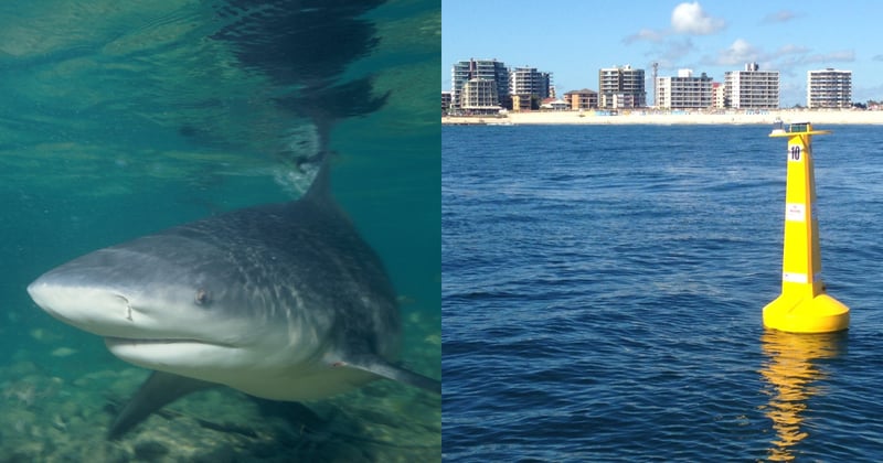 Beep beep: Balmoral buoy to buffer beachgoers against bull sharks