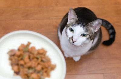 Empty Bowl Energy & Other Crimes of Catkind
