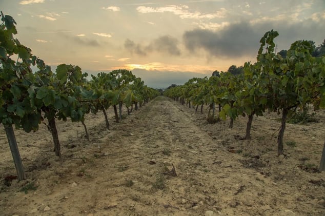 What Wine Can Teach Us About Climate Change // Should We Be Serving Premium Wines by the Glass?