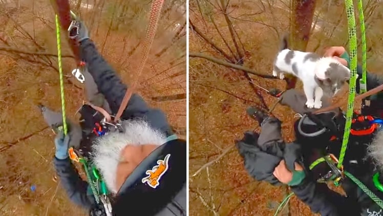 Man Uses Climbing Gear to Rescue Cat Stranded in Tree for Three Days