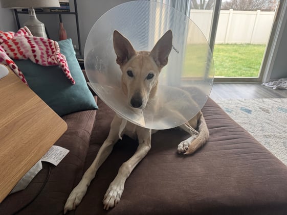 Pence wears the cone of shame