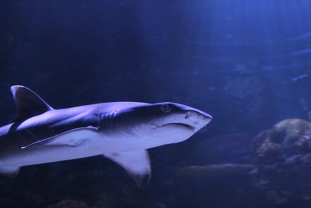 It's Shark Week in SBC!