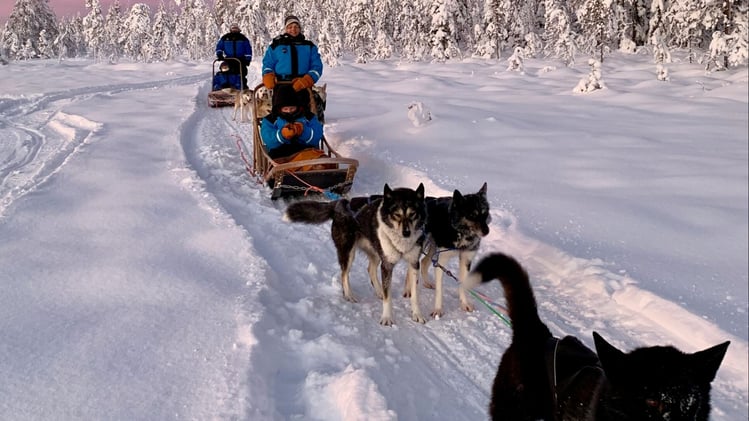 🐕 Why your dog eats things they shouldn’t