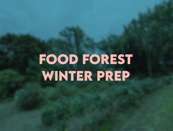 Food Forest Winter Prep