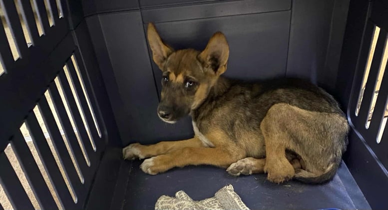 Newsport Alert Tuesday 21 October 2025