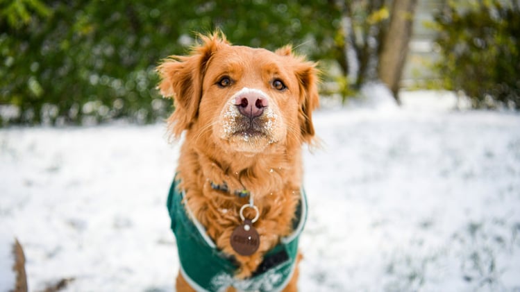 🐕 Why your dog might be licking their paws