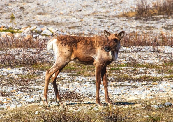 Protecting Wildlife Starts With You — and 3 Friends