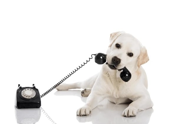 The best storytellers can make dogs talk