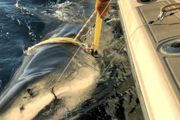 Detectan más tiburones en MA