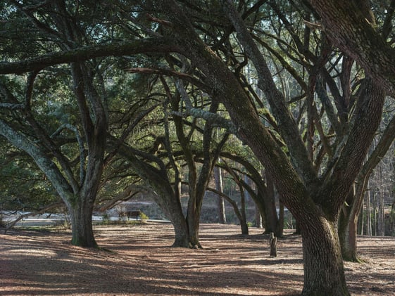 Summerville Weekly: January 13th