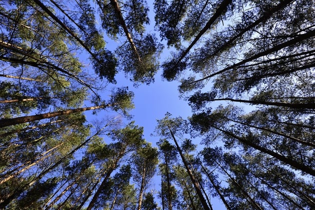 No Net Loss of Ottawa Forests and Wetlands--Reality Check, Please.