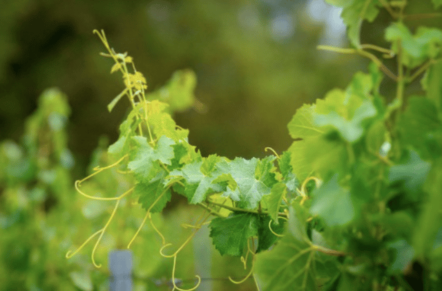 Napa’s Four Leading Agriculture and Wine Organizations Speak With One Voice Before Board of Supervisors, Calling for Permitting Reform and Long-Term Land Use Protections // Forbes Launches Forbes Wine, A New Content Vertical, Wine Club & Shop