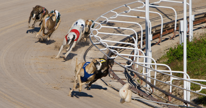 “Get rid of the industry”: Gippsland councillor calls for the end of greyhound racing