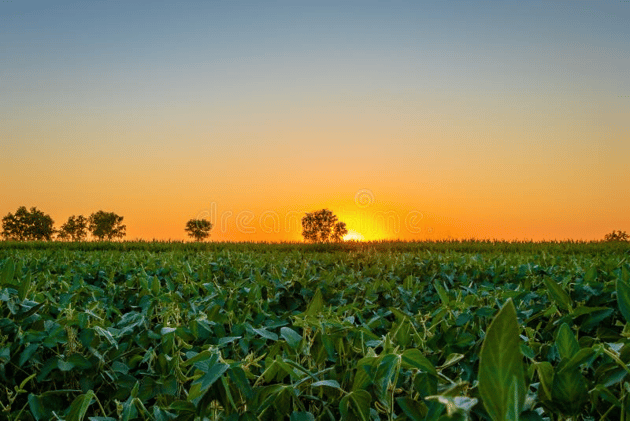 Sunrise Over the Hills of Serbia