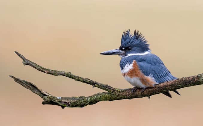 Kingfisher Folklore and Fun Facts