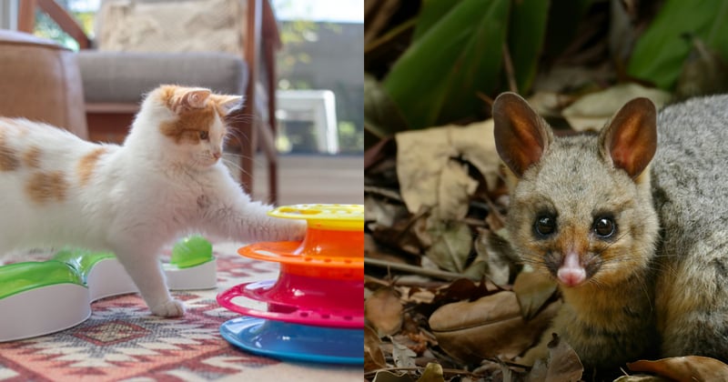 Out of the bag: Mosman council calls for cats to be kept inside