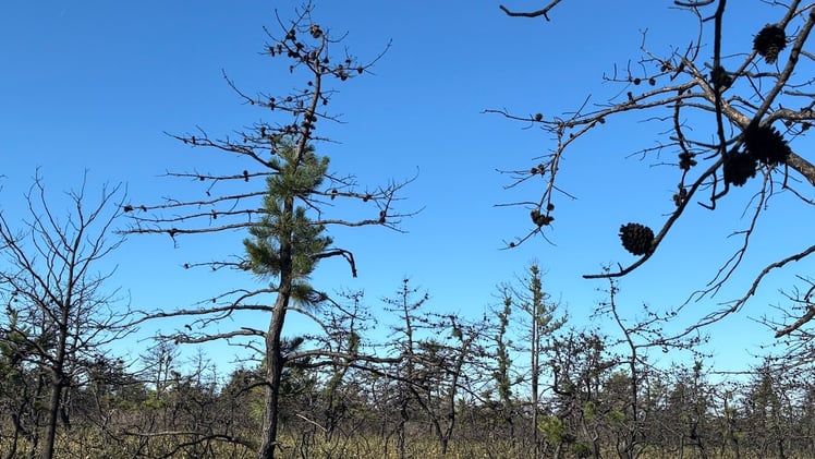 This Morning's Bulletin — 10.17.25