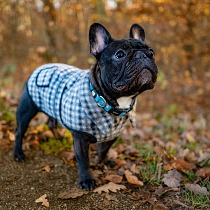 🐕 The fall restock checklist for dog parents