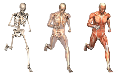 Kinesiology – Introduction