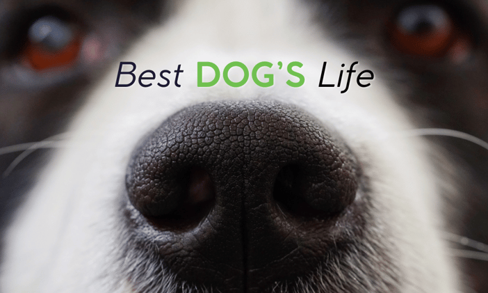 👃🏽Why Your Dog Really Needs to Sniff You...A Lot