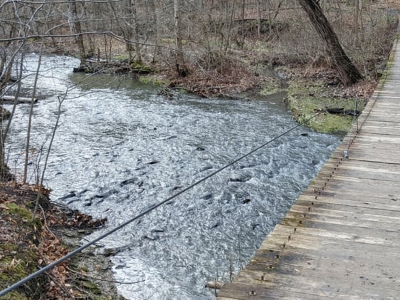 Salmon Fishing in New York: Top Rivers and How to Succeed