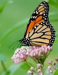 Monarch Blitz