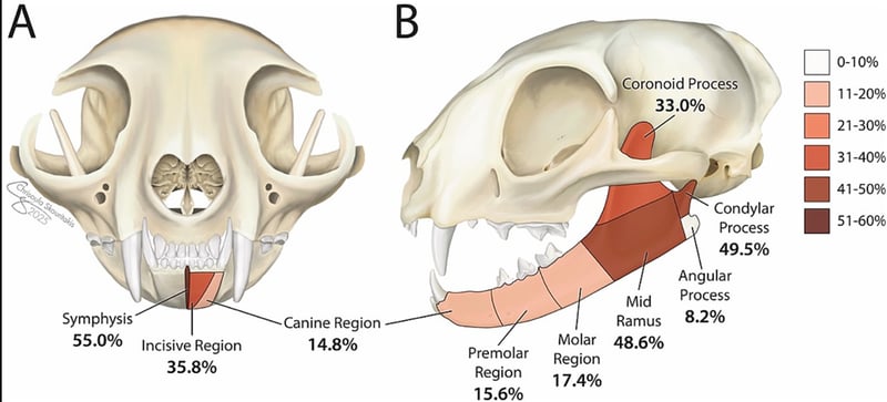 New Study Shows ORIF Outperforms MMF in Feline Mandibular Fracture Healing