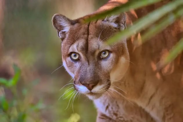 Fourth panther death in two weeks, latest near Kingston development.