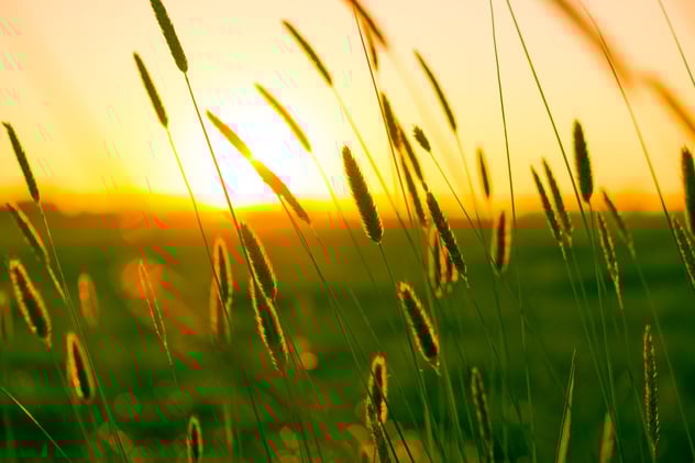 BEE Newsletter - August 16, 2025