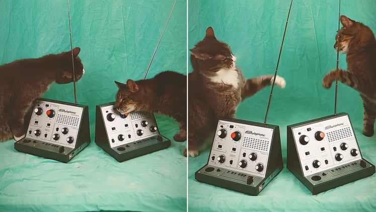 Two Cats Play Two Theremins at the Same Time