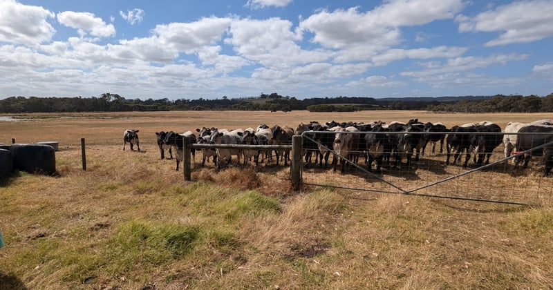 How do you keep a herd of 280 cows in Neerim South cool during a heatwave?