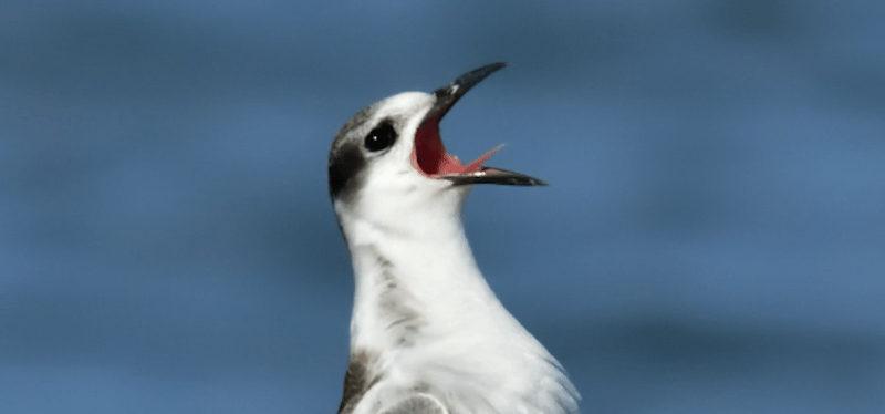 Name the Claim: A New Game for Social Media Literacy