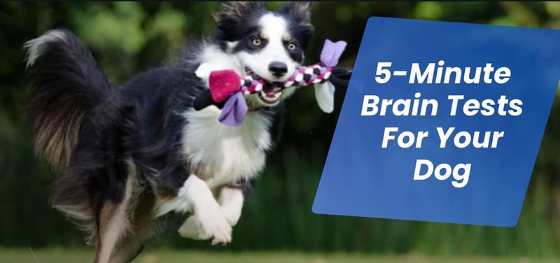 5-Minute Brain Tests For Your Dog + Cause For Paws Giveaway