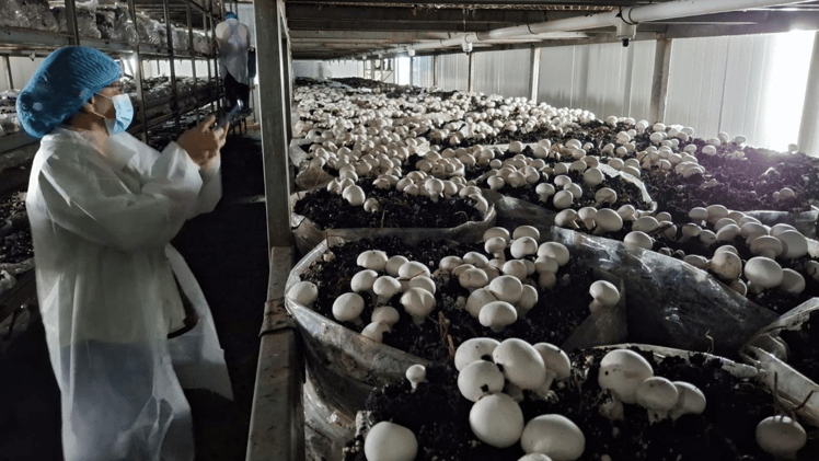 Producción de champiñones impulsa agroindustria en Bugaba
