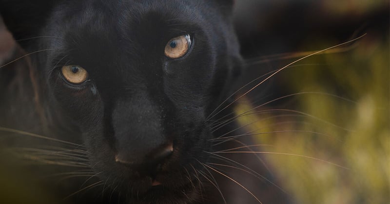 Big Cats with a Bigger Purpose and all the best of Hermanus this week 🦁