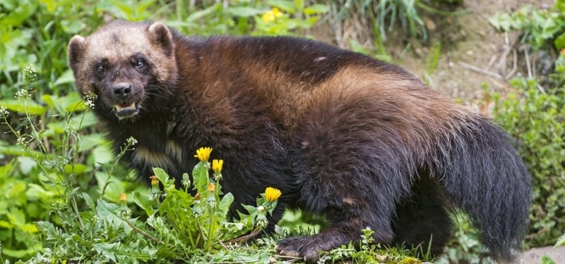 Tell Federal Agencies: Don’t Gut the Endangered Species Act