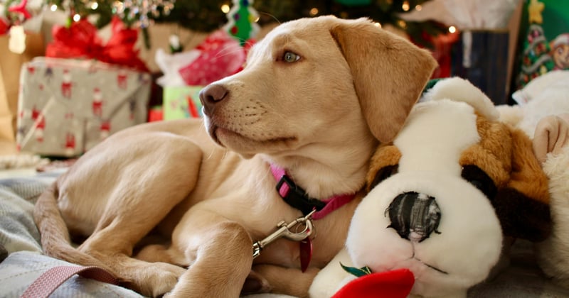 A Pet Pro’s Holiday Playbook: Tips to Spark Joy (and Sales!) This Season