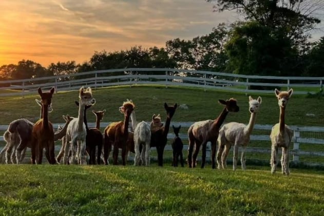 Alpacas buscan hogar