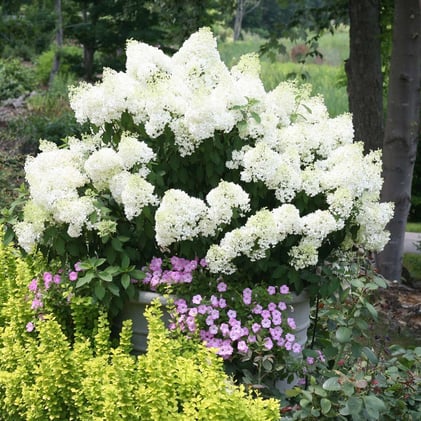 When to Prune Hydrangeas