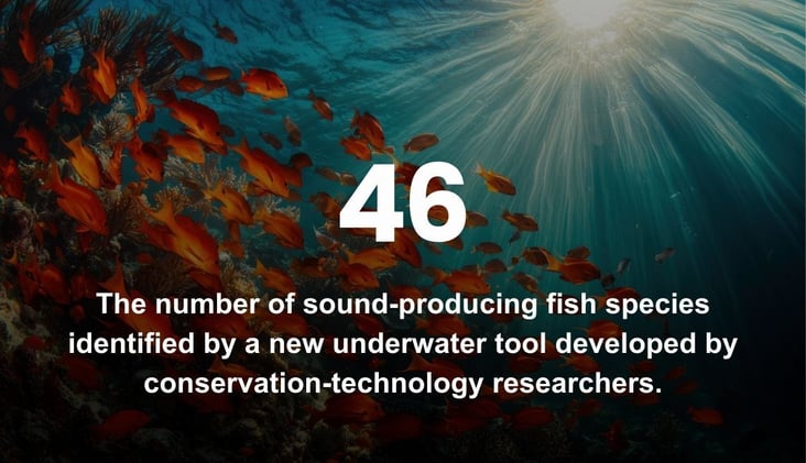 🌅 These Fish Make Sounds