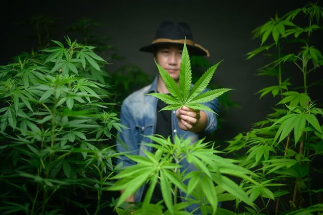 Cannabis and Social Responsibility: How Businesses Can Give Back to the Community