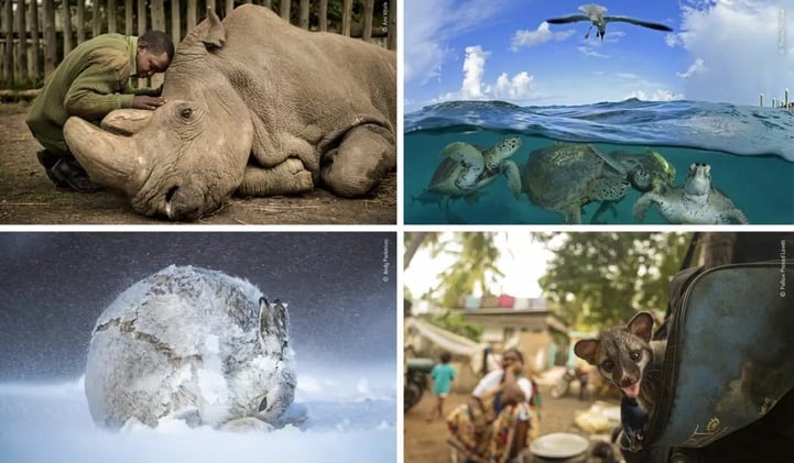 Las mejores fotografías de Vida Salvaje de 2020